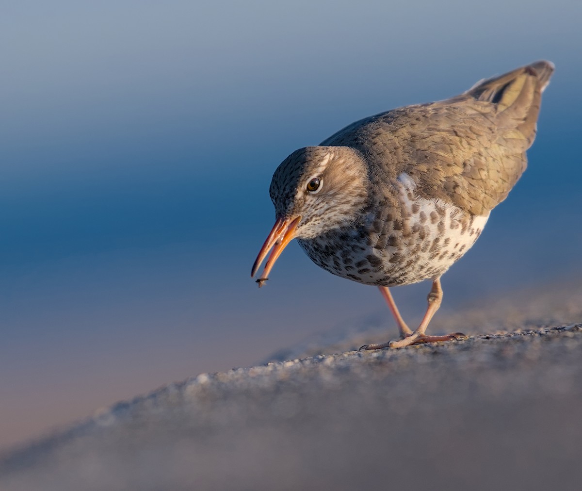 Spotted Sandpiper - Max Kelly