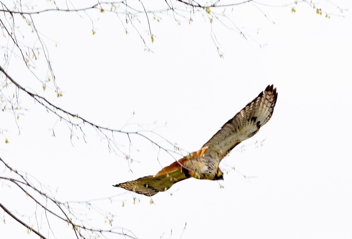 Red-tailed Hawk - ML618304748