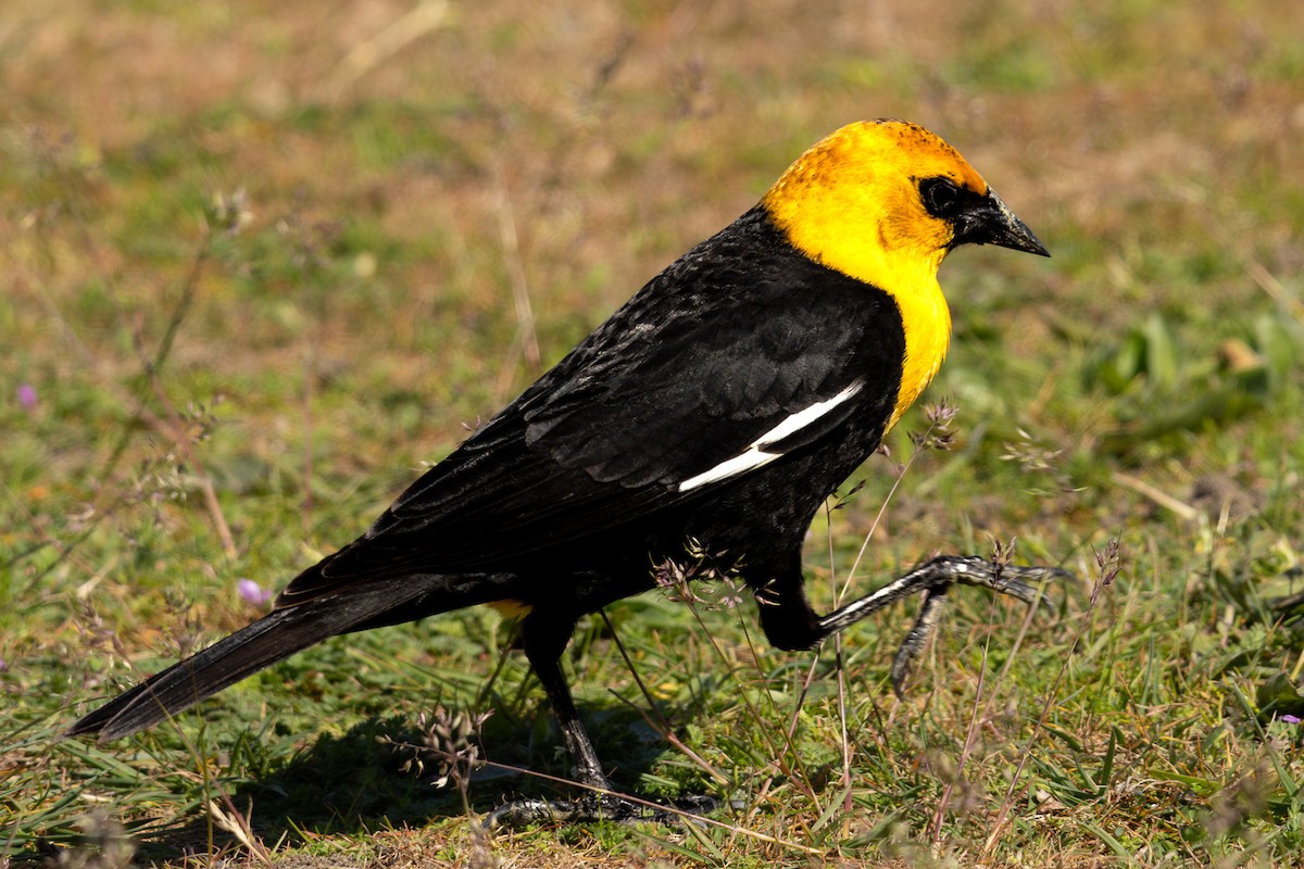 Yellow-headed Blackbird - ML618304753