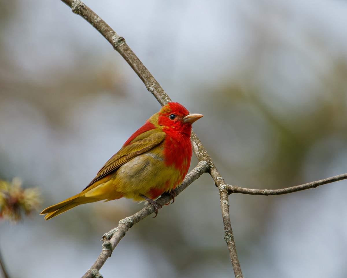Summer Tanager - Maggie P
