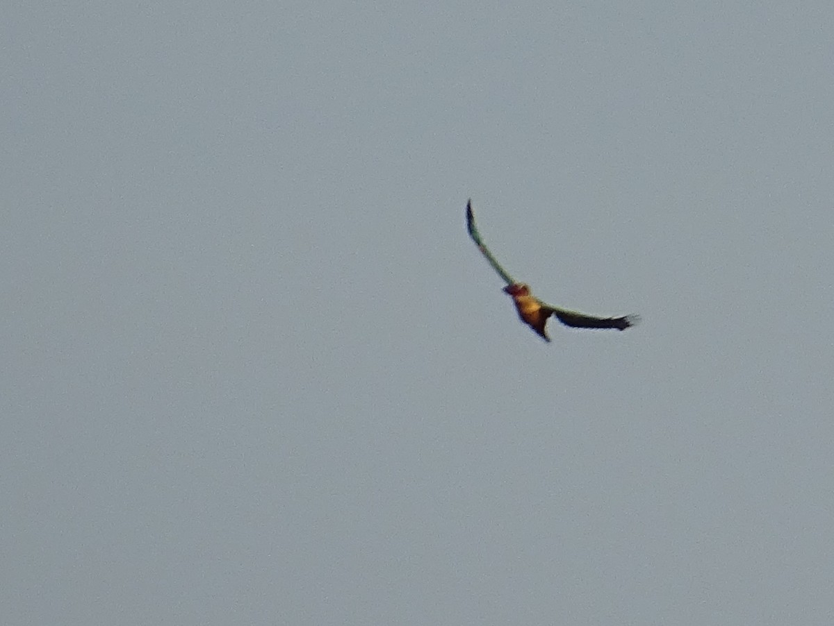 Stork-billed Kingfisher - ML618304764