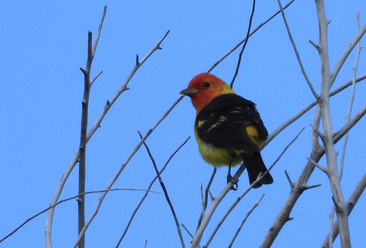 Western Tanager - ML618304783