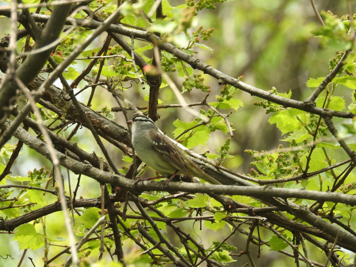 White-crowned Sparrow - ML618304838