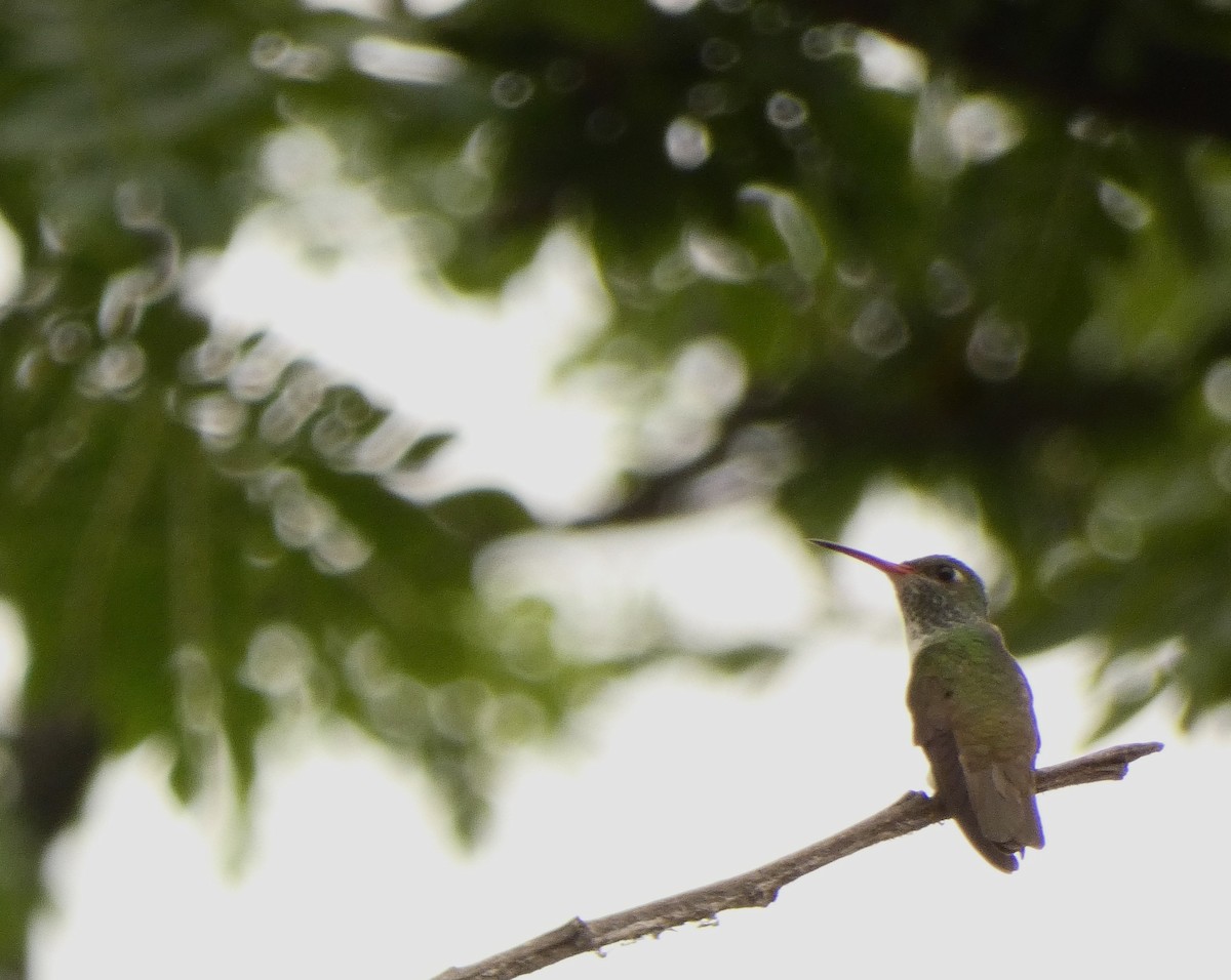 kolibřík Amazilin - ML618304870