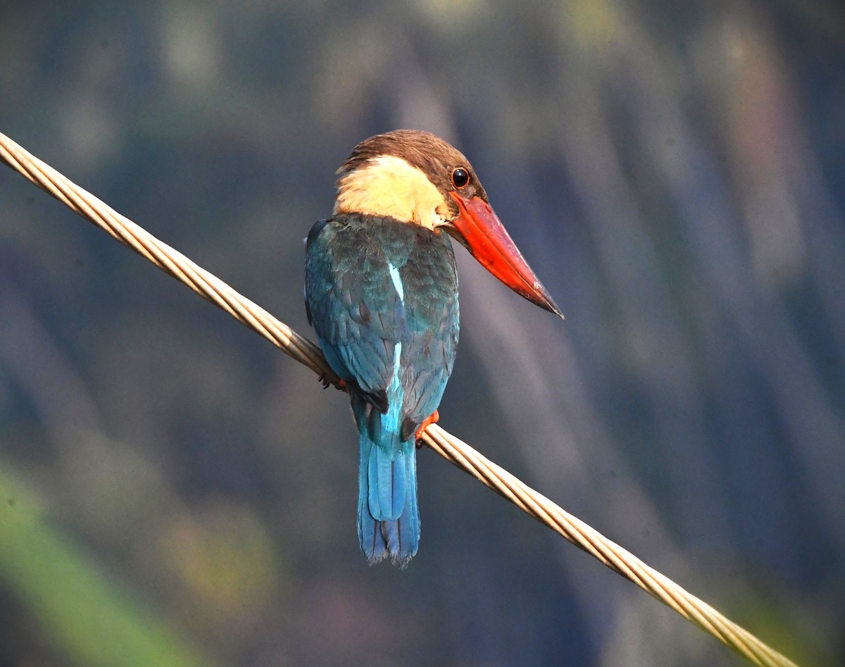 Stork-billed Kingfisher - ML618304876