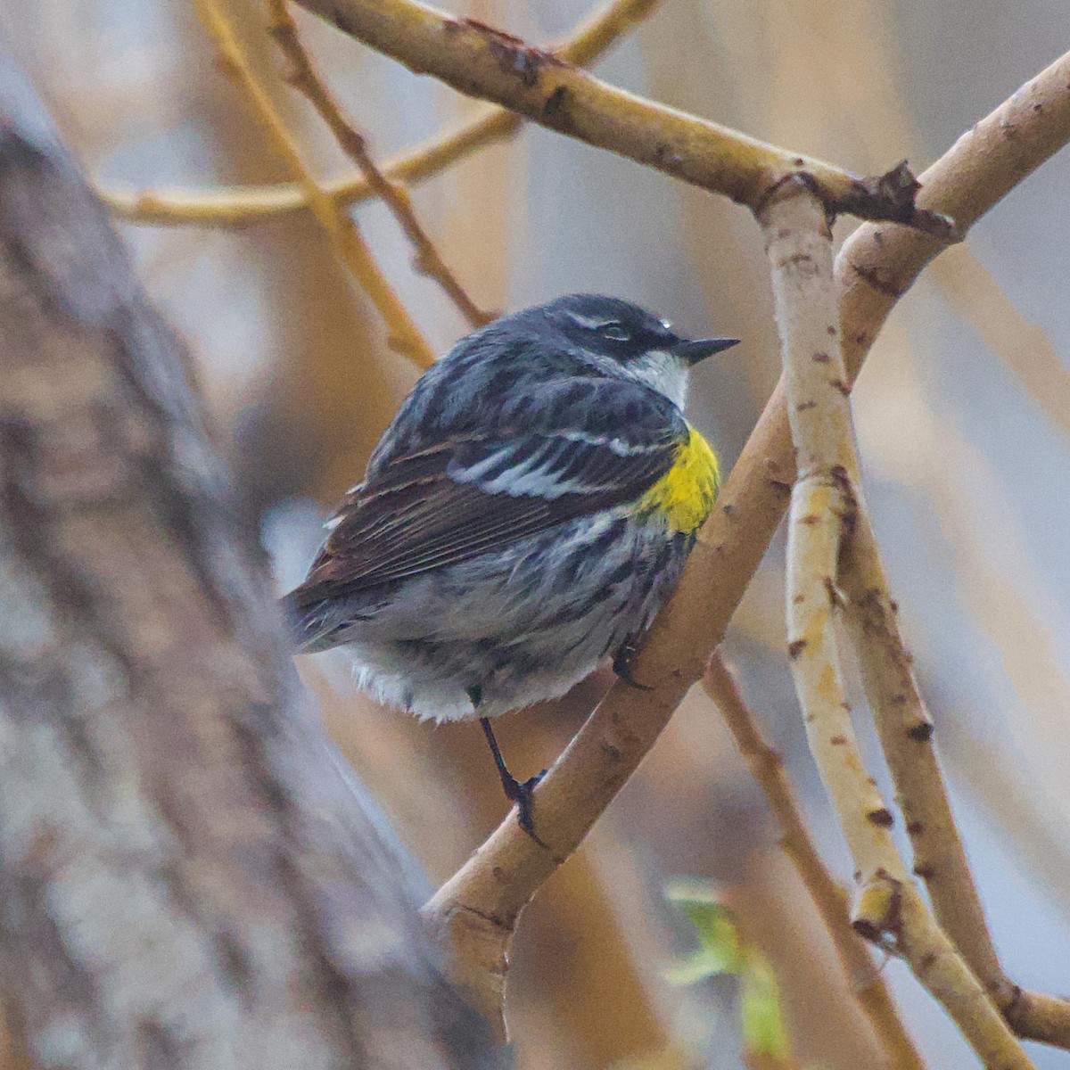 Yellow-rumped Warbler (Myrtle) - ML618304882