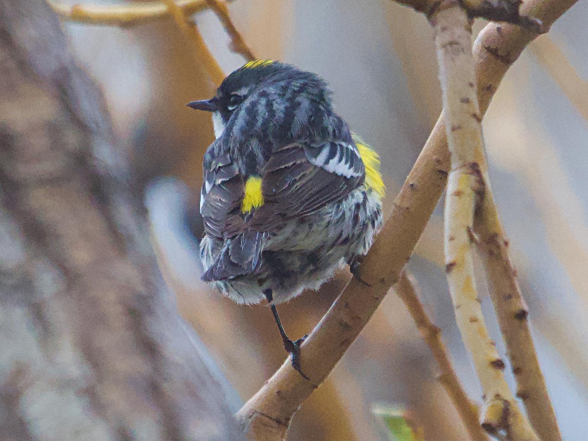 Yellow-rumped Warbler (Myrtle) - ML618304883