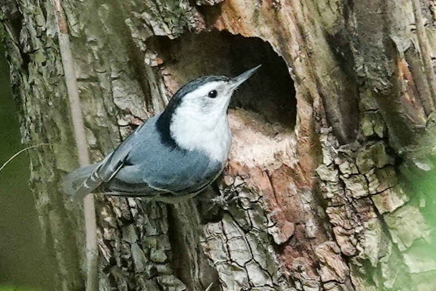 White-breasted Nuthatch - ML618304896