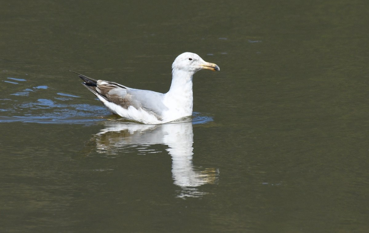 Western x Glaucous-winged Gull (hybrid) - ML618304898
