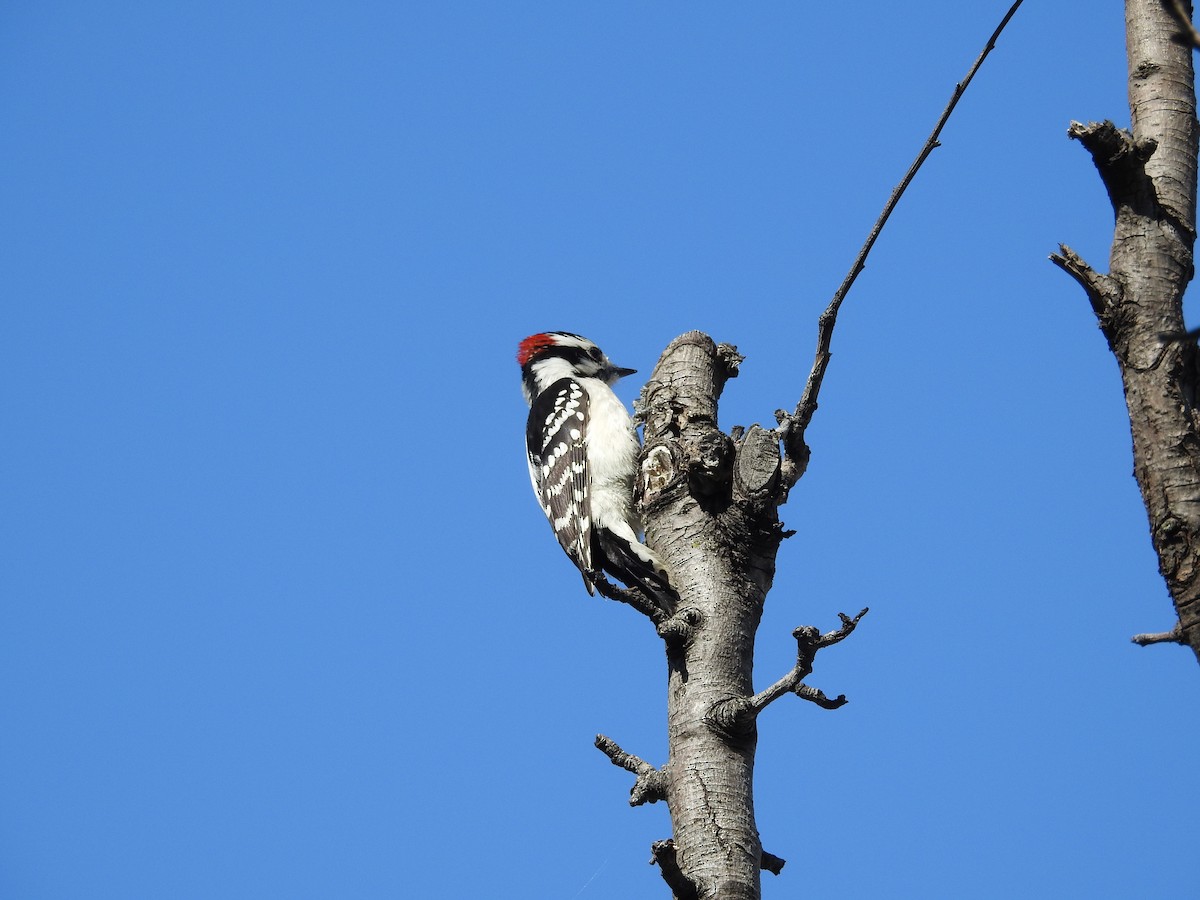Downy Woodpecker - ML618304977