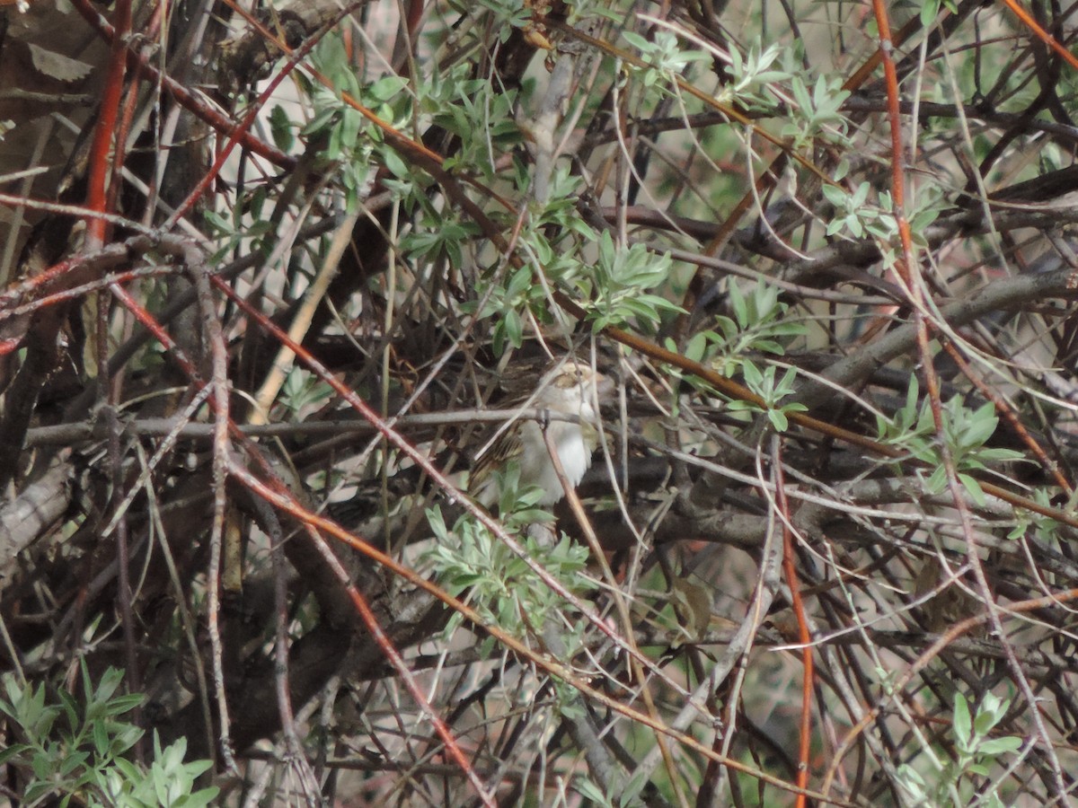 Clay-colored Sparrow - ML618304979