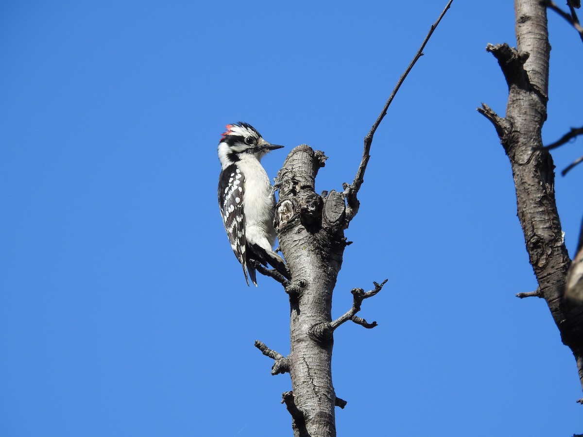 Downy Woodpecker - ML618304980