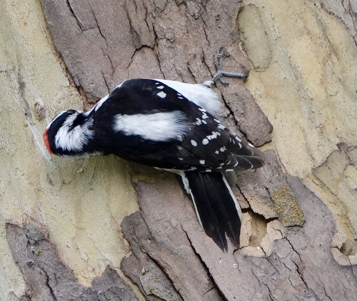 Downy Woodpecker - ML618304990