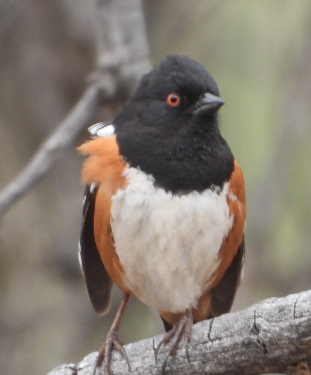 Spotted Towhee - ML618305005