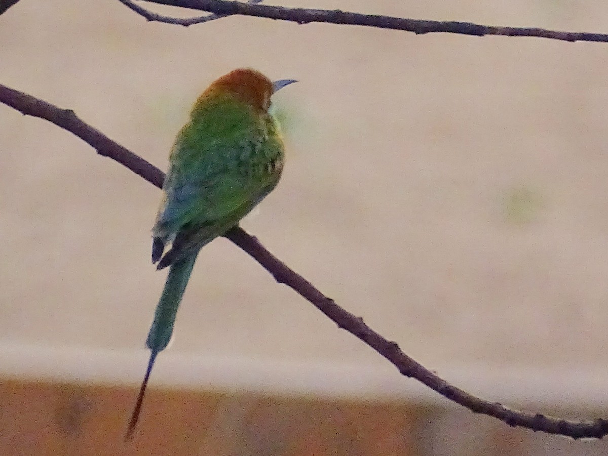 Asian Green Bee-eater - ML618305027