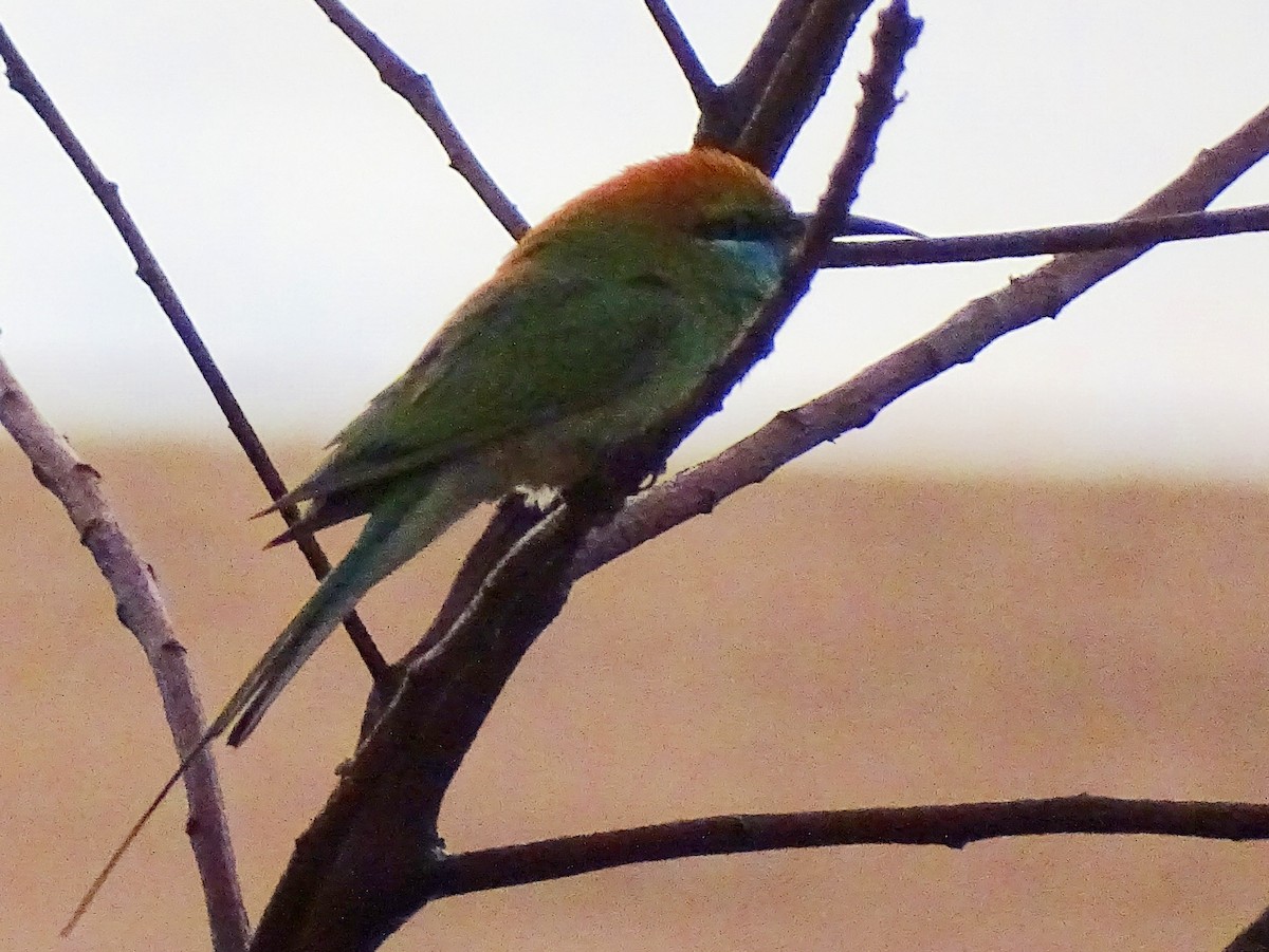 Asian Green Bee-eater - ML618305028
