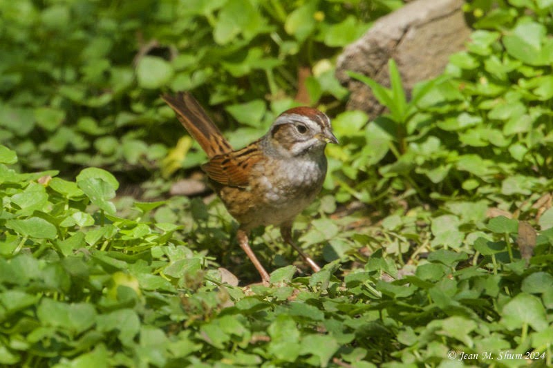 Swamp Sparrow - ML618305051