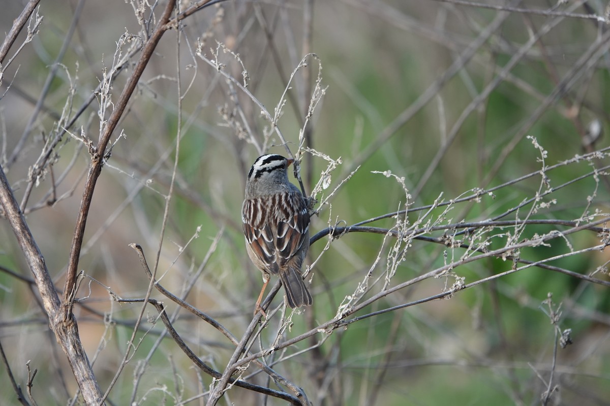 White-crowned Sparrow - ML618305066