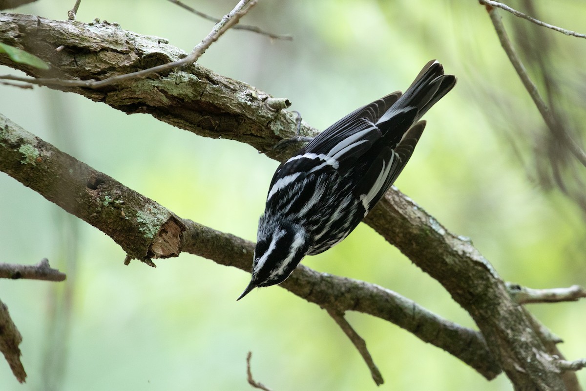Black-and-white Warbler - ML618305090