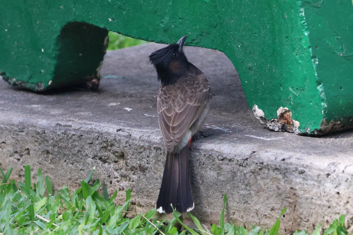 Red-vented Bulbul - Eric Cameron