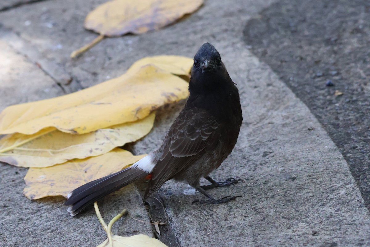 Red-vented Bulbul - ML618305099