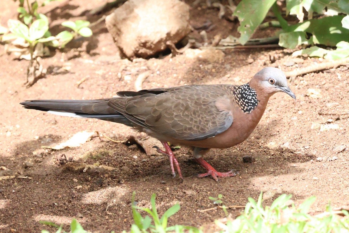 Spotted Dove - ML618305110