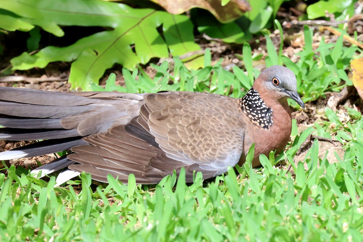 Spotted Dove - ML618305111