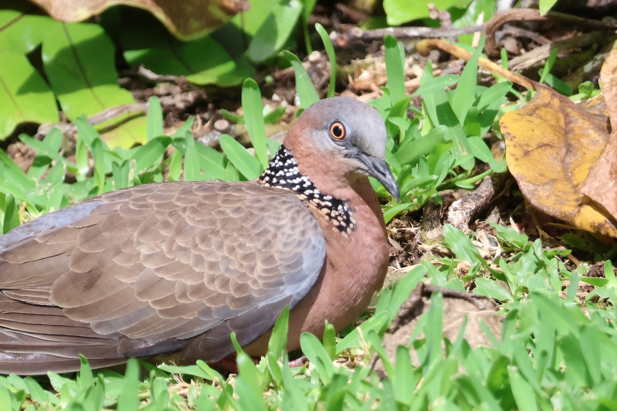 Spotted Dove - ML618305114