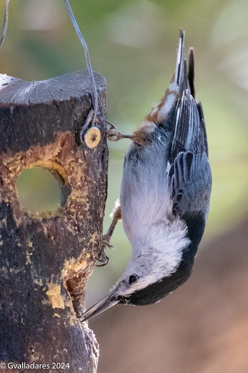 White-breasted Nuthatch - ML618305116