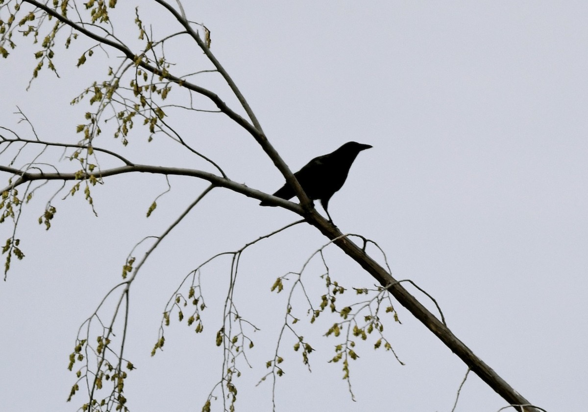 American Crow - ML618305129