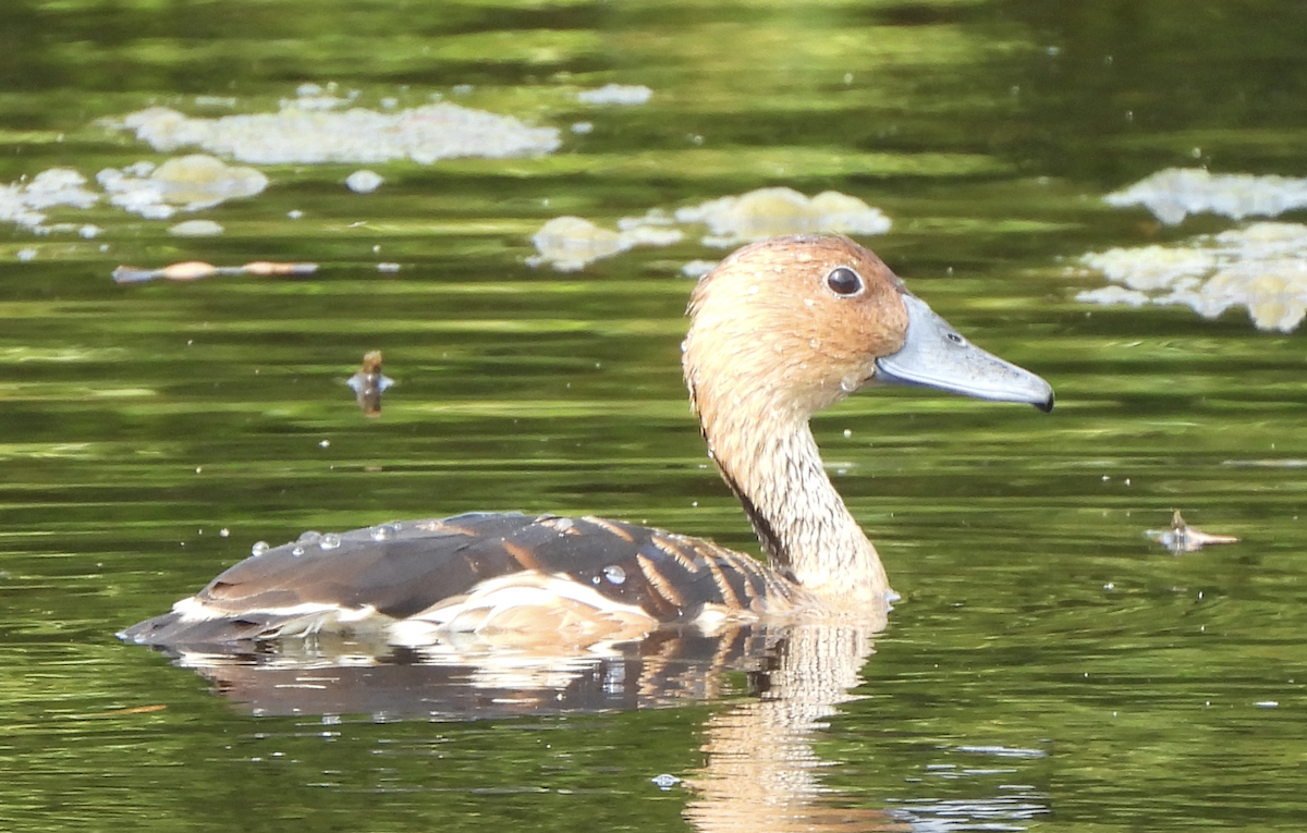 Fulvous Whistling-Duck - ML618305155