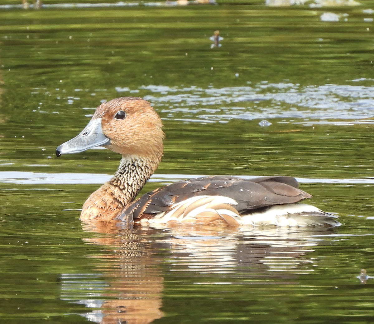 Fulvous Whistling-Duck - ML618305156