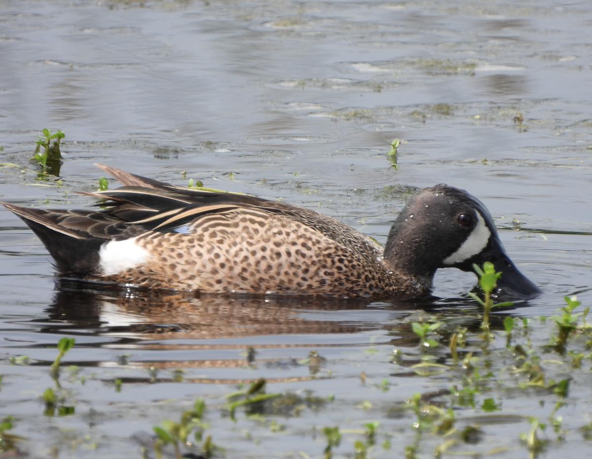 Blue-winged Teal - ML618305157