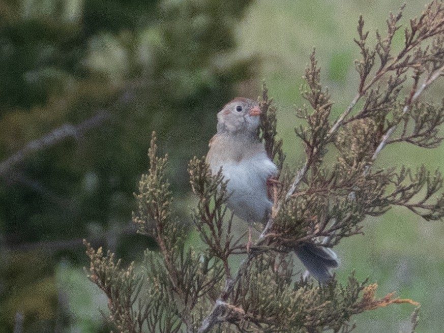 Field Sparrow - ML618305171