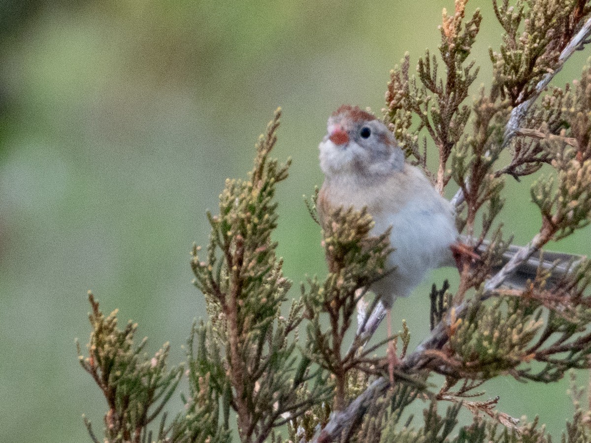 Field Sparrow - Ann Larson