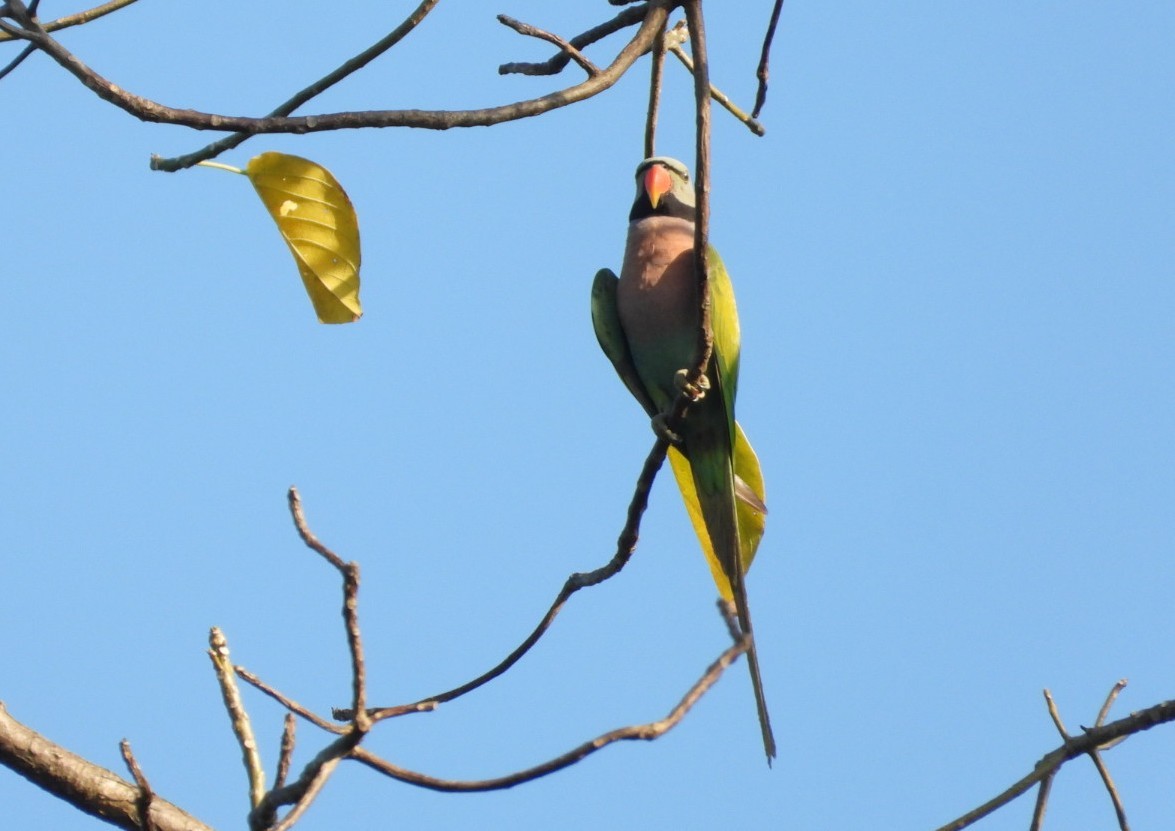 Red-breasted Parakeet - ML618305188