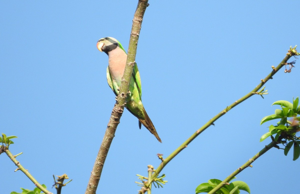 Red-breasted Parakeet - ML618305189