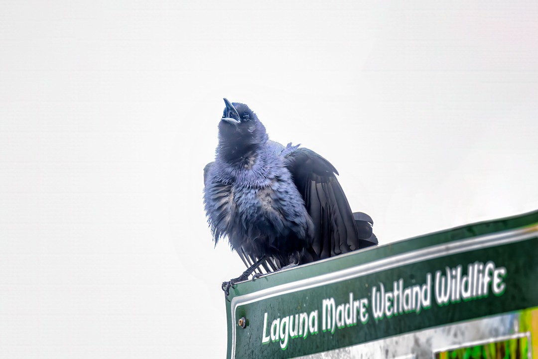 Great-tailed Grackle - ML618305252