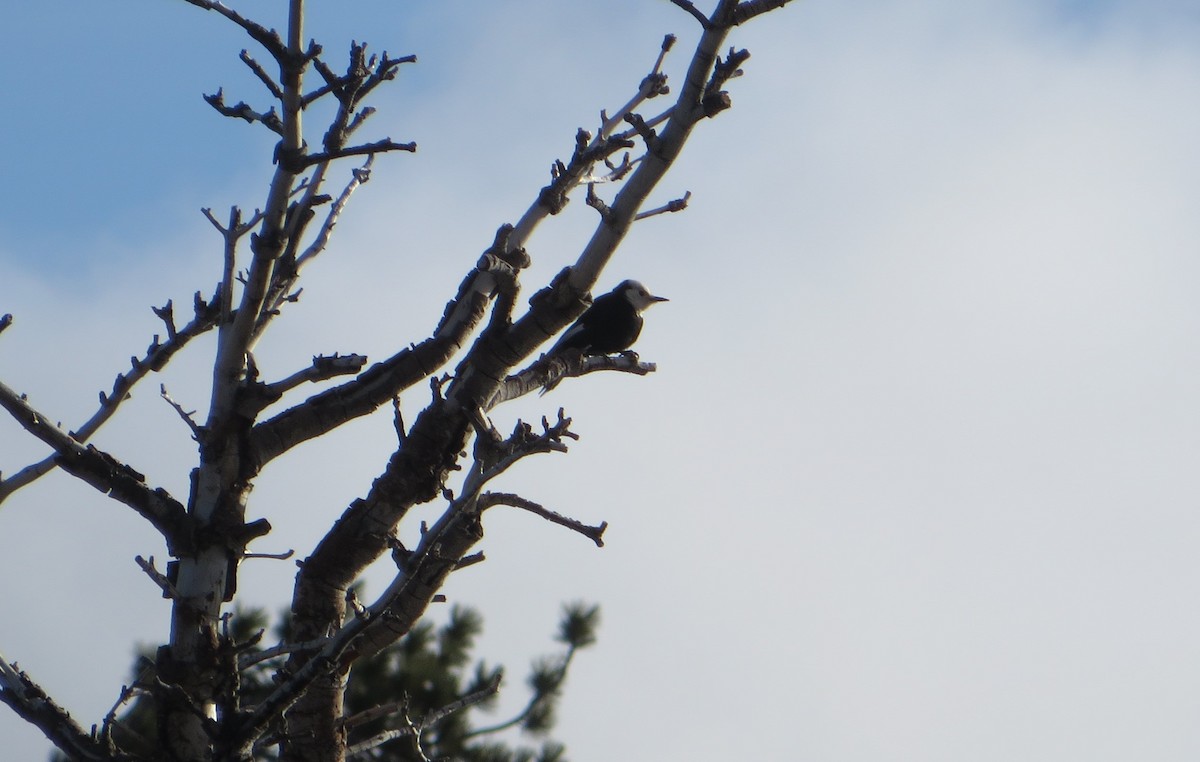 White-headed Woodpecker - ML618305302