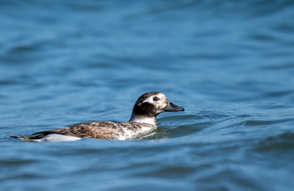 Long-tailed Duck - ML618305336