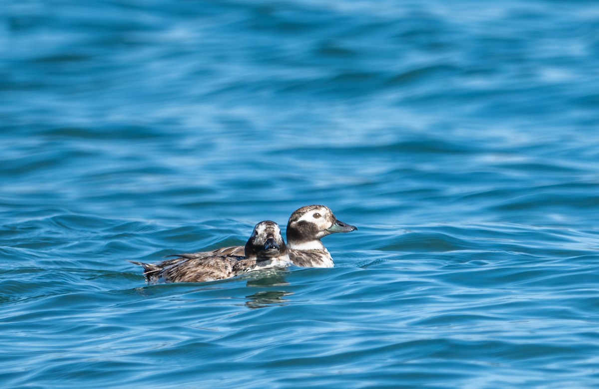Long-tailed Duck - ML618305337