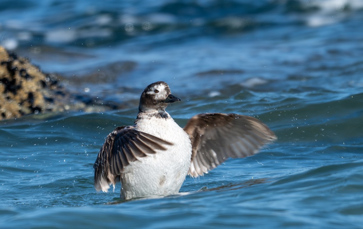 Long-tailed Duck - ML618305343