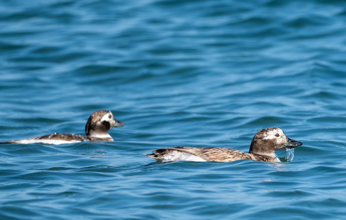 Long-tailed Duck - ML618305344