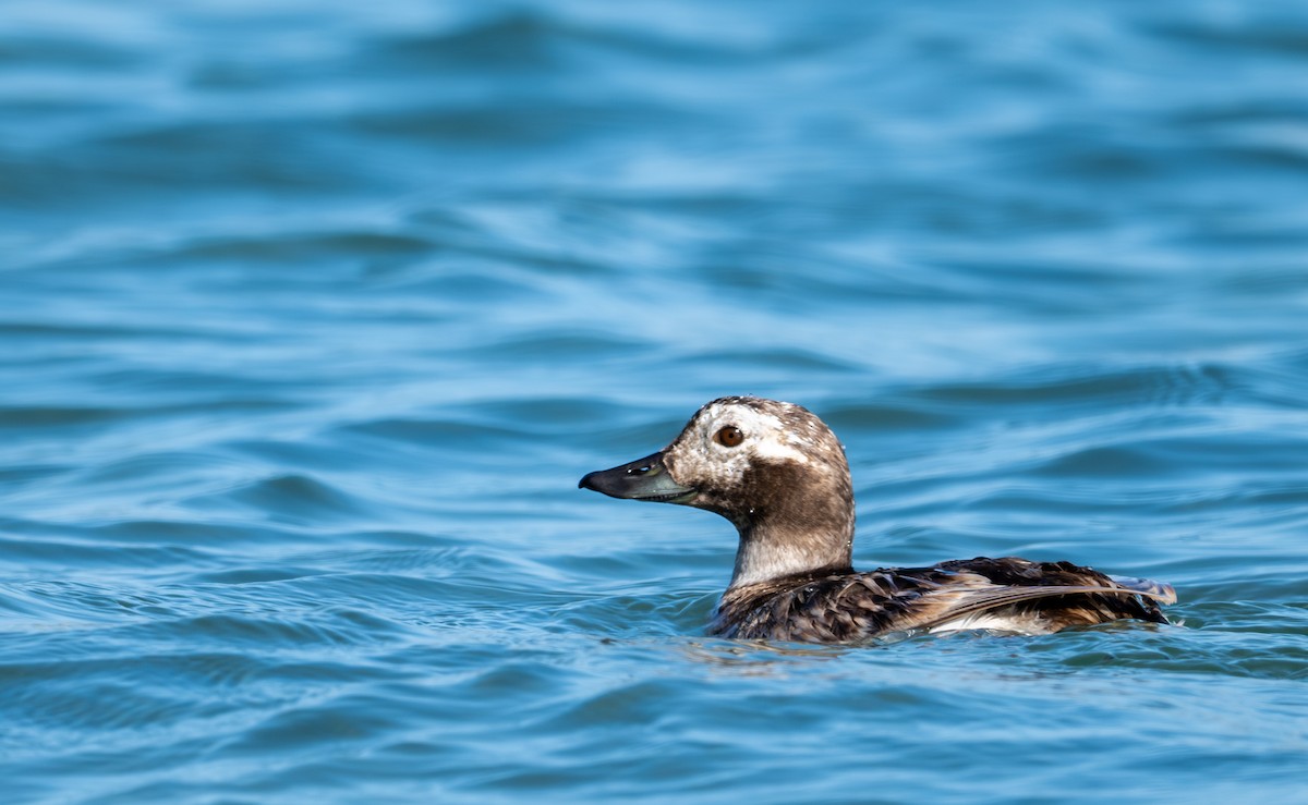 Long-tailed Duck - ML618305345