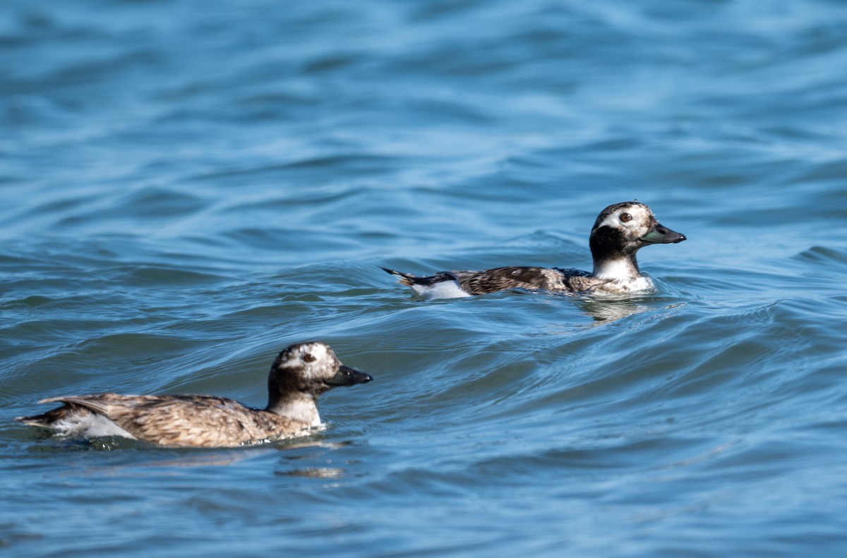 Long-tailed Duck - ML618305346