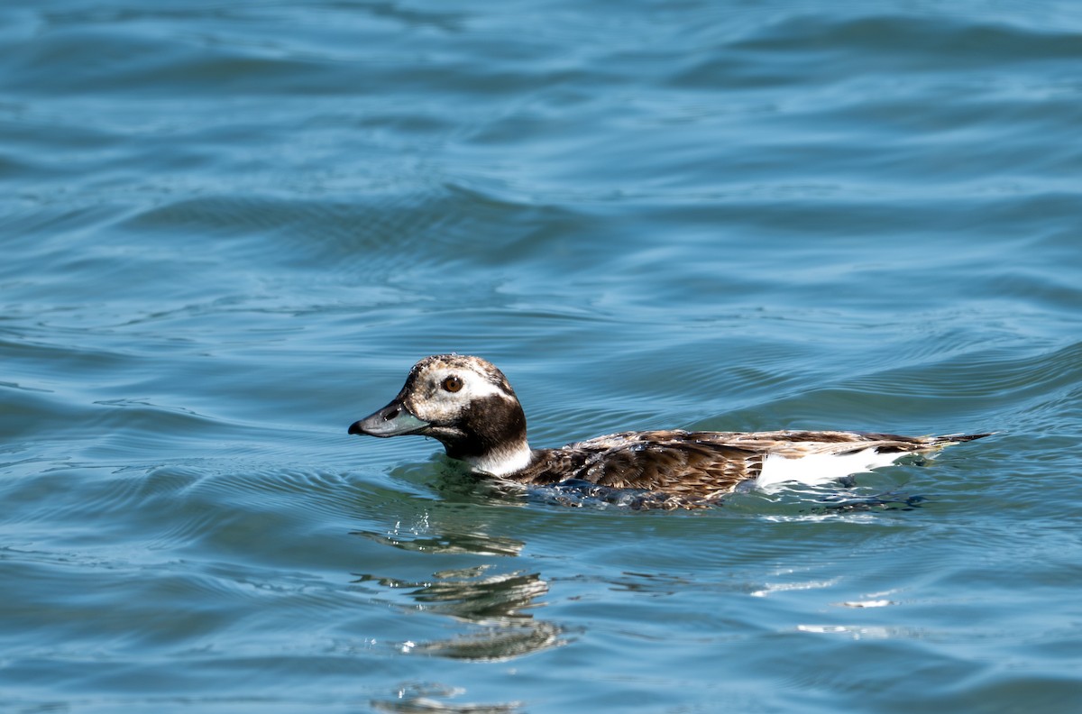 Long-tailed Duck - ML618305347