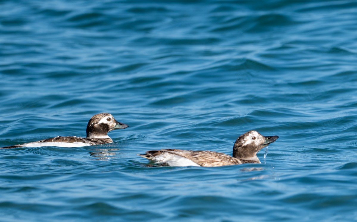 Long-tailed Duck - ML618305348