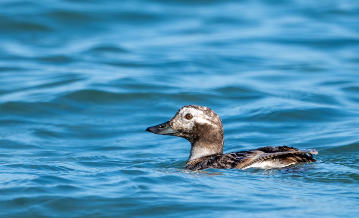 Long-tailed Duck - ML618305350