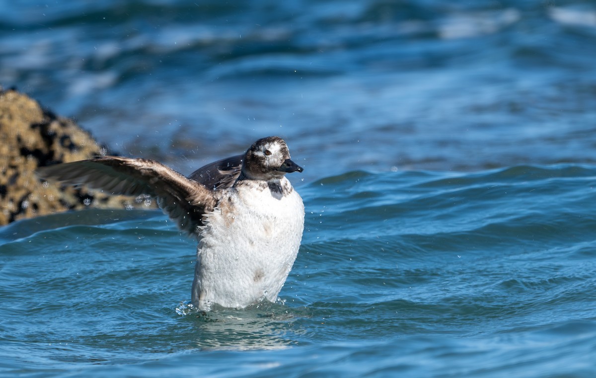 Long-tailed Duck - ML618305351