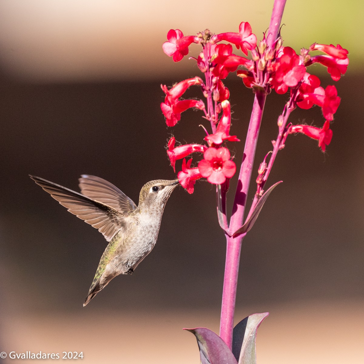 Anna's Hummingbird - ML618305353